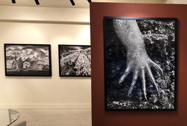 Exhibition view: Sebastião Salgado, Subtle Images of the Natural World, Sundaram Tagore Gallery, Madison Avenue (22 January–26 February 2021). Courtesy Sundaram Tagore Gallery.