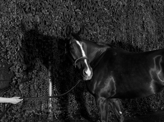 Horse, 1946 by Stan Douglas contemporary artwork