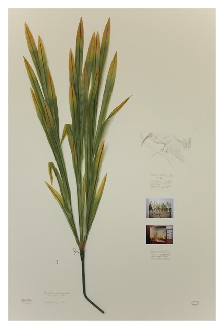 Herbario de plantas artificiales, lirio Ibis by Alberto Baraya contemporary artwork