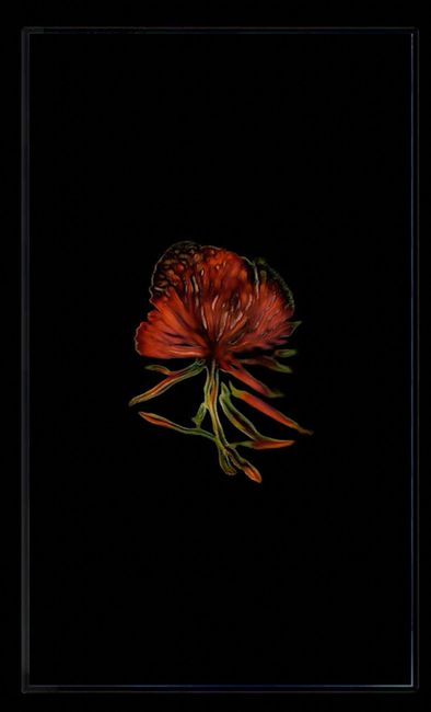 Infinite Herbarium Morphosis #3 by Caroline Rothwell contemporary artwork