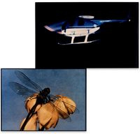 Helicopter and Dragonfly (Observing/Observed) by John Baldessari contemporary artwork photography