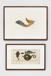 Untitled (Somalia/L'Ange de mer, L'Hydre ou Serpent Marin, Le Marteau, La Tête du Marteau séparée du Corps) by Anri Sala contemporary artwork