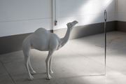 Camel (Albino) Contemplating Needle (Large) by John Baldessari contemporary artwork 1