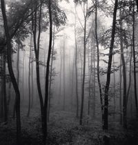 Jura Forest, Dornach, Switzerland by Michael Kenna contemporary artwork photography