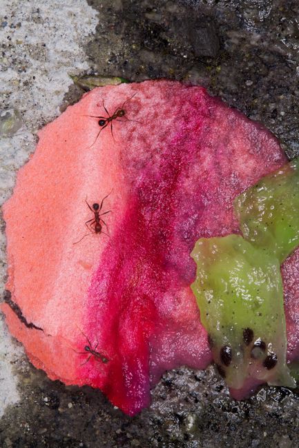 Oaxaca ants by Maisie Cousins contemporary artwork