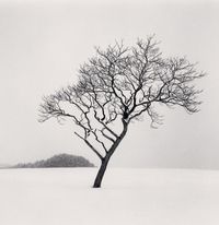 Blackstone Hill Tree, Hokkaido, Japan by Michael Kenna contemporary artwork photography