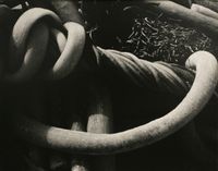 Kelp by Edward Weston contemporary artwork photography