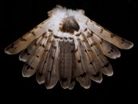 Harrier Tail (below), Hunter by Fiona Pardington contemporary artwork photography