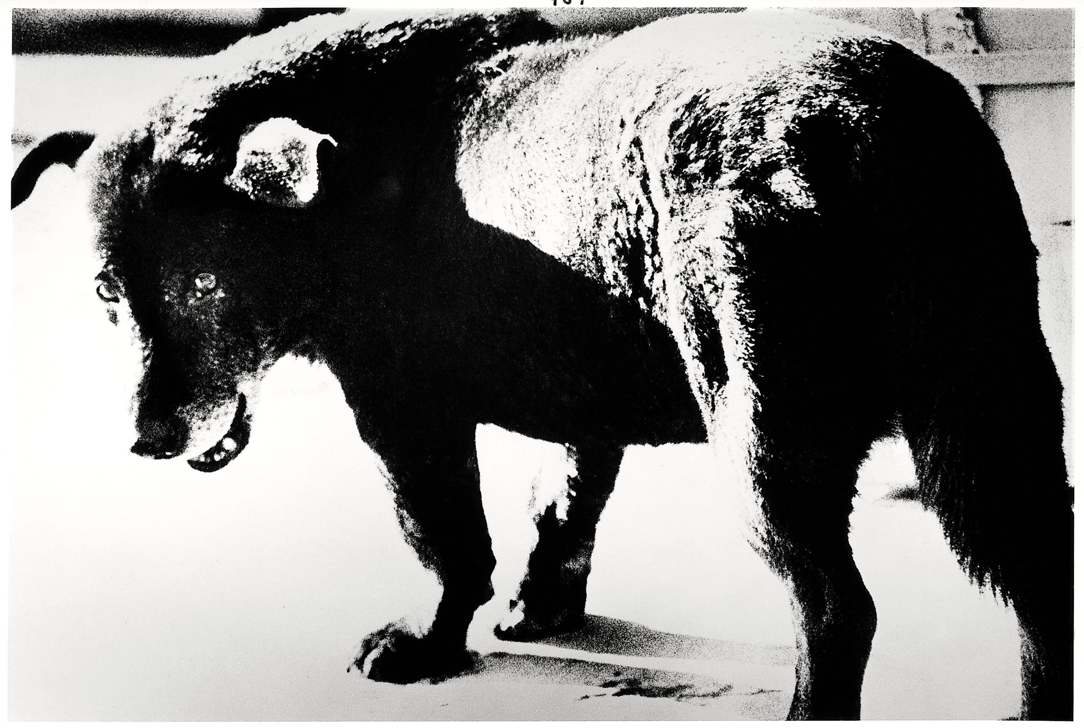 Stray Dog Misawa, 1971 by Daido Moriyama | Ocula