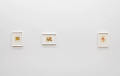 Exhibition view: Paolo Gioli, Amanda Wilkinson Gallery, London (22 February–6 April 2024). Courtesy Amanda Wilkinson Gallery.