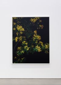 Mimosa (Actor) (II) by Sarah Jones contemporary artwork photography