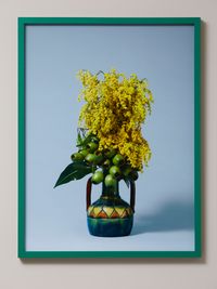The Banshee, Golden Wattle (Acacia pycnantha) by Ann Shelton contemporary artwork print