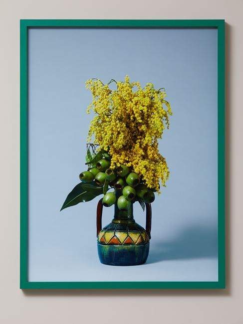 The Banshee, Golden Wattle (Acacia pycnantha) by Ann Shelton contemporary artwork