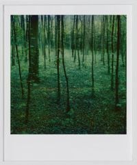 Green forest by Robby Müller contemporary artwork photography