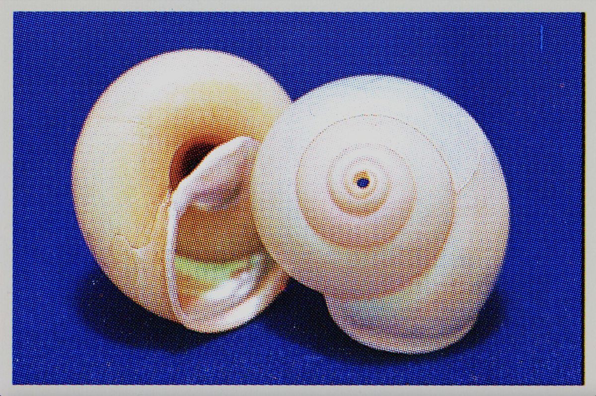 Volume Seashell Volume 8. Seashells (for Shane), 2022 by Mungo Thomson | Ocula