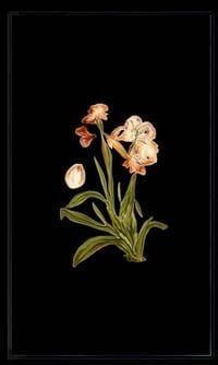 Infinite Herbarium Morphosis #6 by Caroline Rothwell contemporary artwork moving image