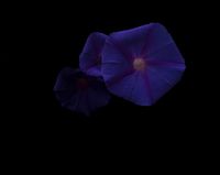 Day for night,  Morning glory, Te Henga: Bethels by Greta Anderson contemporary artwork photography