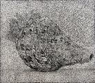 Untitled by Daniel Boyd contemporary artwork 1