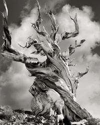 Bristlecone Pine Tree by Beth Moon contemporary artwork photography