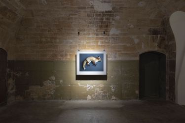 Exhibition view: Thomas Struth, Nature & Politics, Marian Goodman Gallery, Paris (25th May - 26th July 2024). Courtesy the artist & Marian Goodman Gallery. 