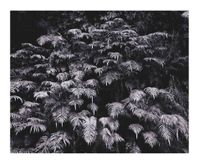 Ferns by Andrew Drummond contemporary artwork photography