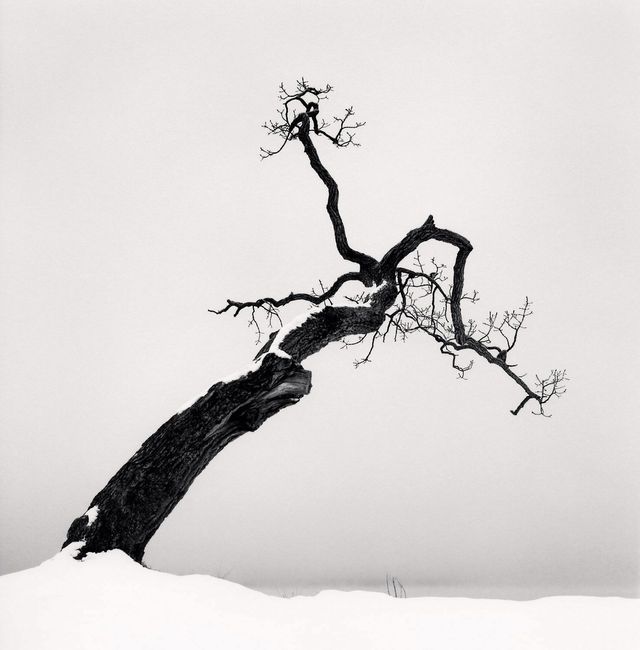 Kussharo Lake Tree, Study 4, Kotan, Hokkaido by Michael Kenna contemporary artwork