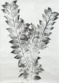 Studies from Maria's Garden: Bird of Paradise; Plum; 
Loquat & Persimmon by Simryn Gill contemporary artwork 2