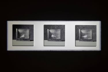 Exhibition view: Mat Collishaw, The Machine Zone, Gary Tatintsian Gallery, Dubai (27 September–3 November 2022). Courtesy Gary Tatintsian Gallery.