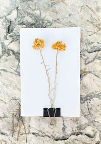 Halophytes Helichrysum italicum by Tilyen Mucik contemporary artwork painting, print