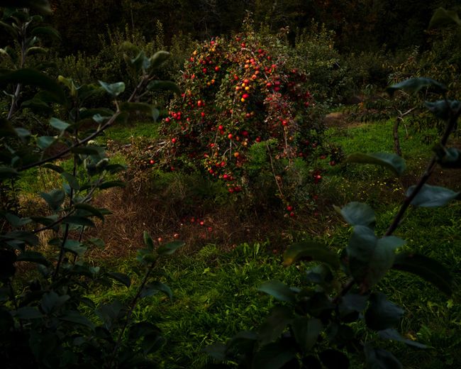 Apple Tree (Last Night), Thomaston, Maine by Cig Harvey contemporary artwork