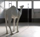 Camel (Albino) Contemplating Needle (Large) by John Baldessari contemporary artwork 4