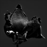 Untitled #4, from the series '28 Roses B/W' by Gilbert Hage contemporary artwork photography