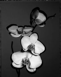 Orchidea by Gian Paolo Barbieri contemporary artwork photography