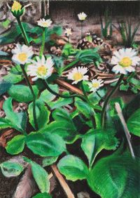 Wildflowers – Daisies! by Anita Fricek contemporary artwork painting, works on paper