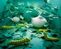 Birthday by JeeYoung Lee contemporary artwork photography