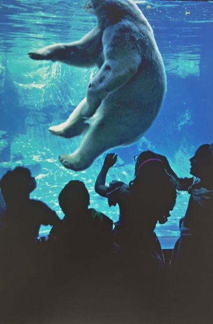 Polar Bear in Central Park Zoo, New York by Thomas Hoepker contemporary artwork