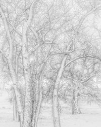 Snow Covered Trees, Zurich in Montana by Jeffrey Conley contemporary artwork photography