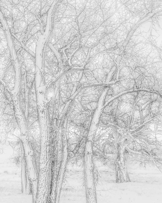 Snow Covered Trees, Zurich in Montana by Jeffrey Conley contemporary artwork
