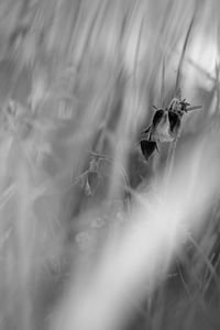 The Garden (Geum rivale, Alchemilla xanthochlora, Equisetum arvense, unidentified grass / Uppsala, Sweden / May 28, 2023) by David Hartt contemporary artwork photography, print
