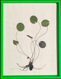 Herbarium by Olafur Eliasson contemporary artwork works on paper