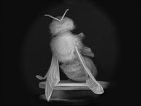 Dead Bee Portrait #2 by Anne Noble contemporary artwork photography