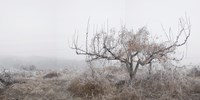 Mist & Frost 17 by Honggoo Kang contemporary artwork photography