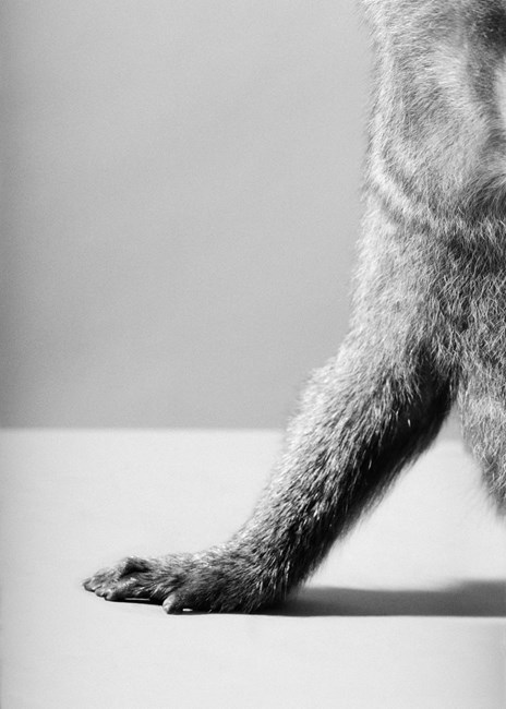 Chimp, Detail Hand by Heji Shin contemporary artwork