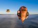 Patricia Piccinini’s Skywhalepapa to Fly Over Melbourne