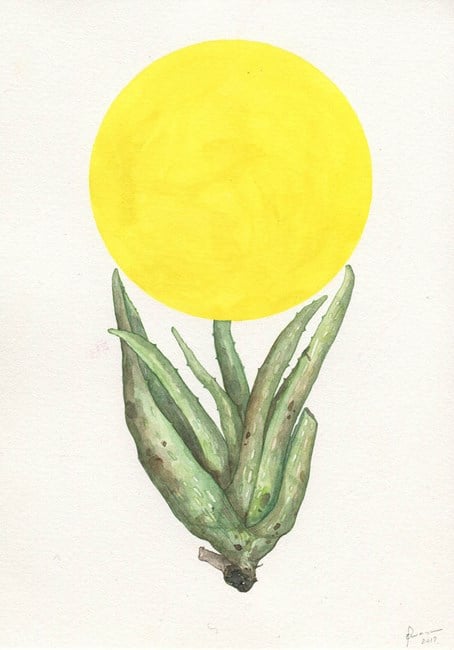 Aloe and Yellow by Zina Swanson contemporary artwork