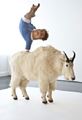The Strength of One Hand (With Canadian Mountain Goat) by Patricia Piccinini contemporary artwork 2