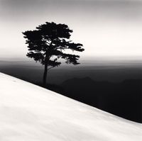 Mountain Tree, Study 1, Danyang, Chungcheonbukdo by Michael Kenna contemporary artwork photography
