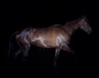 Day for night,  (Cleo) Horse, Hokitika by Greta Anderson contemporary artwork photography