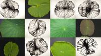 Reflections, Nature Series, Lotus by Barbara Edelstein contemporary artwork painting, works on paper, drawing