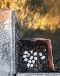 Eggs by Anastasia Samoylova contemporary artwork photography, print